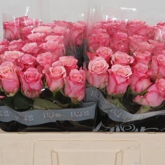 Freshy Grootbloemige Roos “Ramonda” | Kleur: Roze | Lengte ± 50 centimeter | Per 20 verse bloemen