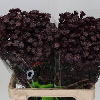 Freshy Astrantia Groot Zeeuws Knoopje “Star Of Love” | Kleur: Rood | Lengte ± 60 centimeter | Per 25 stelen verse bloemen