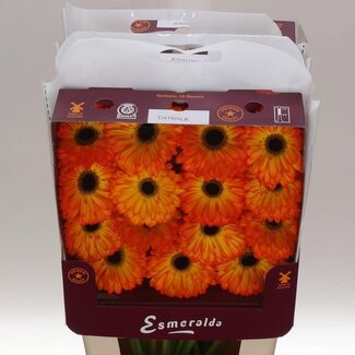 Freshy Gerbera Gr Aqua “Catwalk” | Kleur: Oranje | Lengte ± 45 centimeter | Per 15 verse bloemen