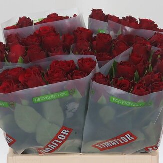 Freshy Grootbloemige Roos “Upper Class” | Kleur: Rood | Lengte ± 40 centimeter | Per 20 verse bloemen