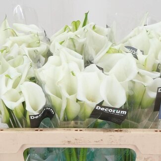 Freshy Zantedeschia Calla “Crystal Blush” Dubbelbloemig | Kleur: Wit | Lengte ± 50 centimeter | Per 10 verse bloemen
