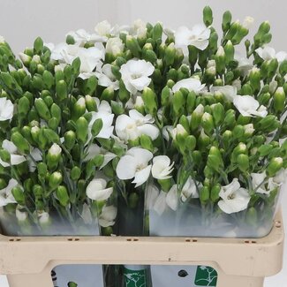 Freshy Trosanjer “Soland Calmfly” | Enkelbloemig Hollands | Kleur: Wit | Lengte ± 60 centimeter | Per 30 verse bloemen