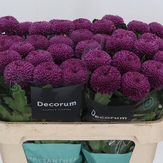 Freshy Deco Chrysanthemum Chrysant “Roxo” | Kleur: Paars | Lengte ± 70 centimeter | Per 10 verse bloemen