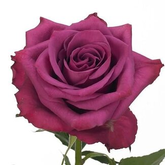 Freshy Rose à grandes fleurs “Blue Berry” | Couleur: Violet | Longueur ± 50 centimeter | Par 25 fleurs fraîches