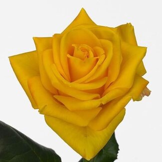 Freshy Grootbloemige Roos “Intense” | Kleur: Geel | Lengte ± 60 centimeter | Per 25 verse bloemen