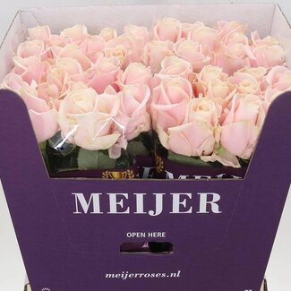 Freshy Grootbloemige Roos “Sweet Avalanche” | Kleur: Roze | Lengte ± 70 centimeter | Per 20 verse bloemen