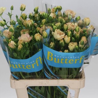 Freshy Ranunculus Ranonkel Butterfly “Magical Salmousse” | Kleur: Zalm | Lengte ± 60 centimeter | Per 10 stelen verse bloemen