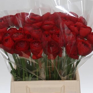 Freshy Ranunculus Ranonkel Cloony L “Valentino” | Kleur: Gemengde Kleuren | Lengte ± 45 centimeter | Per 10 stelen verse bloemen