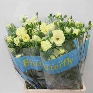 Freshy Ranunculus Butterfly Litai