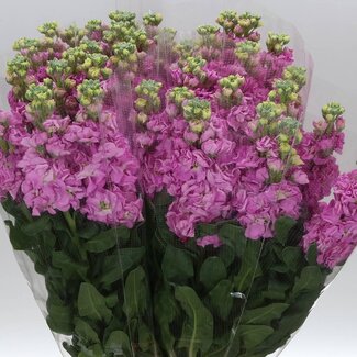 Freshy Matth. x40 Cherry Blossom