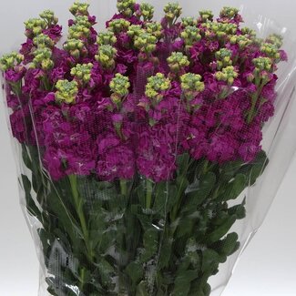 Freshy Matth. x40 Hot Pink