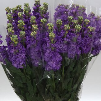 Freshy Matthiola Incana Violier “Deep Blue” | Kleur: Donkerblauw | Lengte ± 65 centimeter | Per 10 stelen verse bloemen