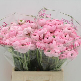 Freshy Ranunculus Cloony S X50 Lady