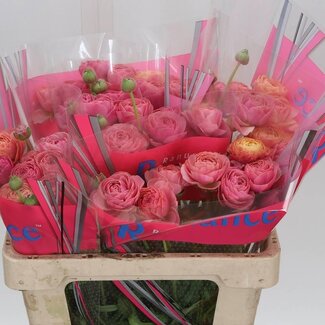 Freshy Ranunculus Romance Courchevel