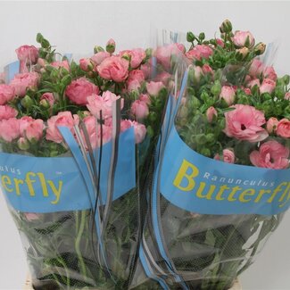 Freshy Ranunculus Butterfly Hera