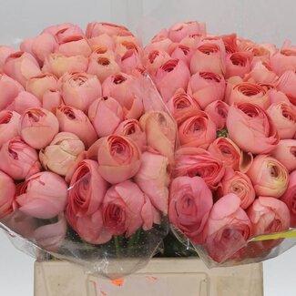 Freshy Ranunculus Cloony S X50 Grandpastel