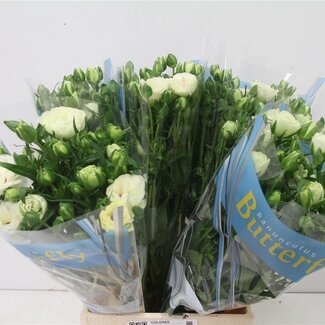 Freshy Ranunculus Ranonkel Butterfly “Ninos” | Kleur: Gemengde Kleuren | Lengte ± 50 centimeter | Per 10 stelen verse bloemen