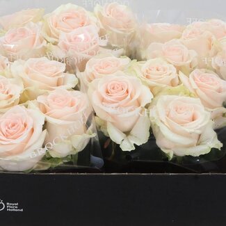 Freshy Grootbloemige Roos “Sweet Caroline” | Kleur: Roze | Lengte ± 55 centimeter | Per 10 verse bloemen