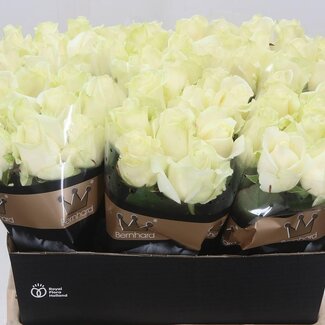 Freshy Grootbloemige Roos “Avalanche Optimum” | Kleur: Wit | Lengte ± 60 centimeter | Per 10 verse bloemen