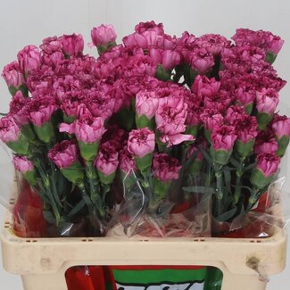 Freshy Korte Anjer “Amico Lavender” | Kleur: Roze | Lengte ± 55 centimeter | Per 20 verse bloemen