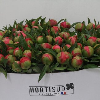 Freshy Paeonia Pioenroos L “Coral Charm XL” | Kleur: Roze | Lengte ± 70 centimeter | Per 20 verse bloemen
