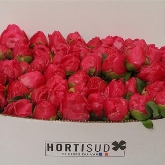 Freshy Paeonia Pioenroos L “Paula Fay” | Kleur: Roze | Lengte ± 40 centimeter | Per 20 verse bloemen