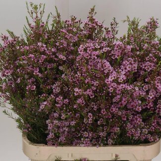 Freshy Chamelaucium Uncinatum Waxflower “Olivia” | Kleur: Paars | Lengte ± 80 centimeter | Per 25 verse bloemen