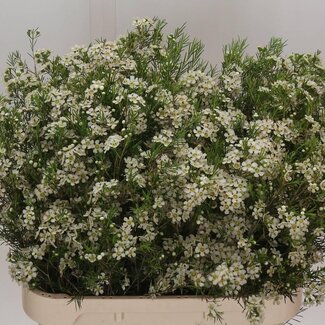 Freshy Chamelaucium Uncinatum Waxflower “Ofir” | Kleur: Wit | Lengte ± 80 centimeter | Per 25 verse bloemen