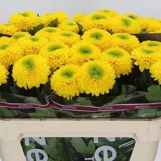 Freshy Chrysant deco Brasiliana
