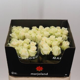 Freshy Grootbloemige Roos “Dolomiti” | Kleur: Wit | Lengte ± 80 centimeter | Per 10 verse bloemen