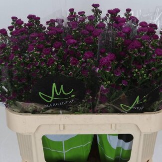 Freshy Aster “Flash” | Kleur: Paars | Lengte ± 70 centimeter | Per 25 stelen verse bloemen