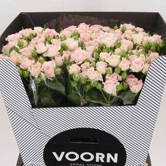Freshy Hollandse Trosroos “Aerobic” | Kleur: Roze | Lengte ± 70 centimeter | Per 10 verse bloemen
