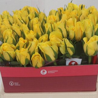 Freshy Grootbloemige Roos “Moonwalk” | Kleur: Geel | Lengte ± 40 centimeter | Per 20 verse bloemen