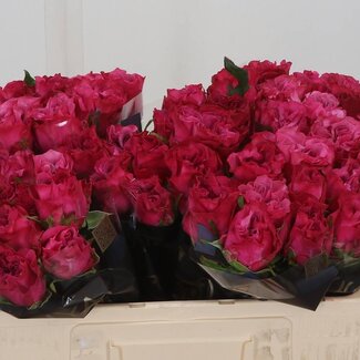 Freshy Grootbloemige Roos “Country Blues” | Kleur: Roze | Lengte ± 50 centimeter | Per 10 verse bloemen