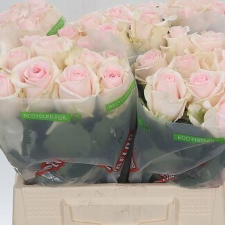 Freshy Grootbloemige Roos “Revival Sweet” | Kleur: Roze | Lengte ± 40 centimeter | Per 20 verse bloemen