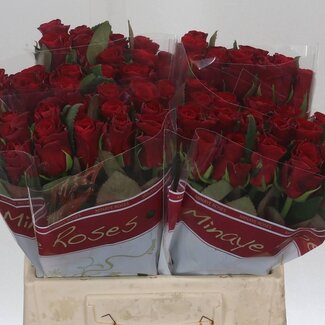 Freshy Grootbloemige Roos “Red Tacazzi” | Kleur: Rood | Lengte ± 40 centimeter | Per 20 verse bloemen