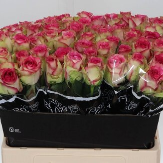 Freshy Grootbloemige Roos “Monique” | Kleur: Roze | Lengte ± 60 centimeter | Per 20 verse bloemen