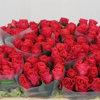 Freshy Grootbloemige Roos “Pink Tacazzi” | Kleur: Roze | Lengte ± 50 centimeter | Per 20 verse bloemen