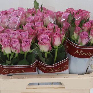 Freshy Grootbloemige Roos “Thriller” | Kleur: Paars | Lengte ± 60 centimeter | Per 20 verse bloemen