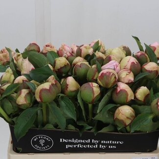 Freshy Paeonia Pioenroos “Fairy Petticoat” | Kleur: Gemengde Kleuren | Lengte ± 55 centimeter | Per 10 verse bloemen