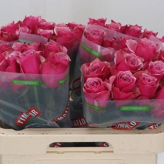 Freshy Grootbloemige Roos “Majestic Athena” | Kleur: Roze | Lengte ± 60 centimeter | Per 10 verse bloemen