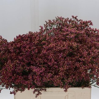 Freshy Limonium Statice Sinuata “Senecio Pink Beauty” | Kleur: Roze | Lengte ± 60 centimeter | Per 25 stelen verse bloemen