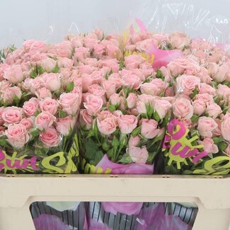 Freshy Hollandse Trosroos “Lydia” | Kleur: Roze | Lengte ± 70 centimeter | Per 10 verse bloemen