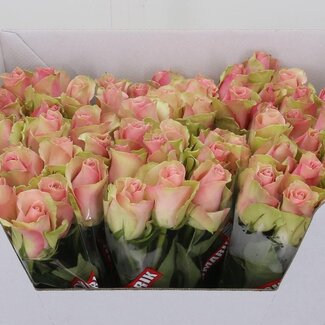 Freshy Grootbloemige Roos “Belle Rose” | Kleur: Roze | Lengte ± 60 centimeter | Per 10 verse bloemen