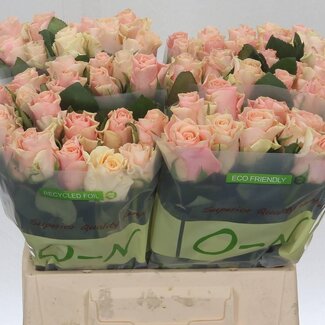 Freshy Grootbloemige Roos “Sweet Tacazzi” | Kleur: Roze | Lengte ± 40 centimeter | Per 20 verse bloemen