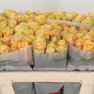 Freshy Grootbloemige Roos “Alchemy” | Kleur: Oranje | Lengte ± 70 centimeter | Per 20 verse bloemen