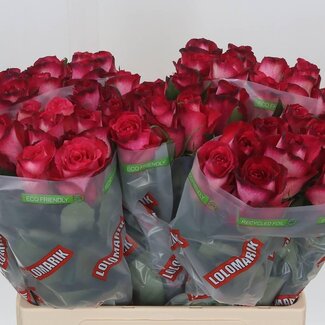 Freshy Grootbloemige Roos “Nicoletta” | Kleur: Roze | Lengte ± 60 centimeter | Per 10 verse bloemen