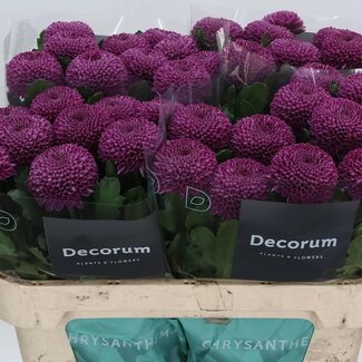 Freshy Chrysanthemum Chrysant Deco “Roxo” | Kleur: Paars | Lengte ± 70 centimeter | Per 20 stelen verse bloemen