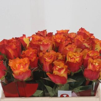 Freshy Grootbloemige Roos “Downtown” | Kleur: Geel | Lengte ± 35 centimeter | Per 20 verse bloemen