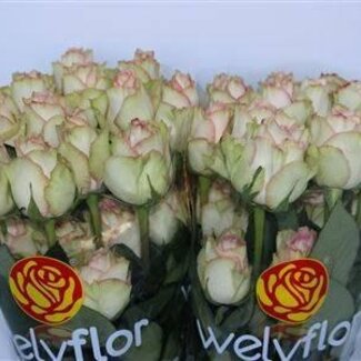 Freshy Grootbloemige Roos “Esperance” | Kleur: Roze | Herkomst Ecuador | Lengte ± 40 centimeter | Per 25 verse bloemen